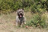 CAIRN TERRIER 053